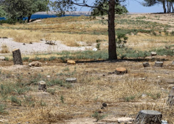 قطع الأشجار