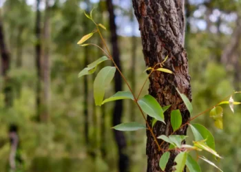 دراسة جديدة ومذهلة تحسم الجدل حول قدرة النباتات على التواصل (فيديو)