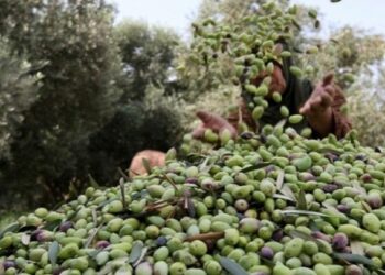 خاص| ارتفاع أسعار الزيت لا يشفع لعمال المياومة في الشمال السوري.. أجور زهيدة وحقوق مهدرة