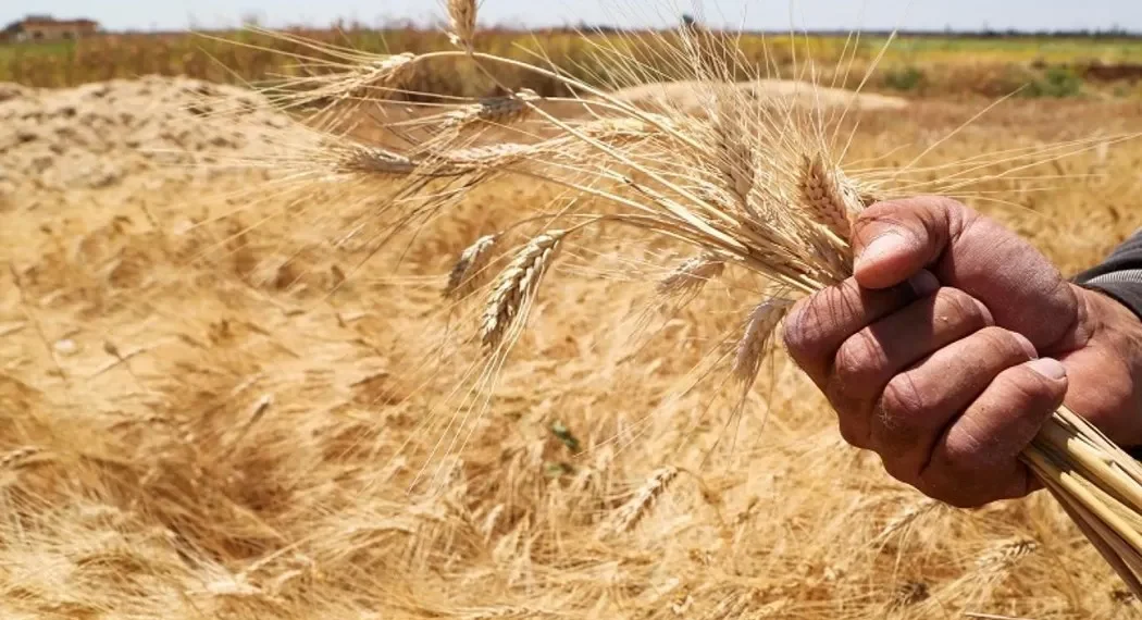 نصف الفلاحين باتوا في مهب الريح بعد قرار من سلطة اﻷسد