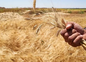 نصف الفلاحين باتوا في مهب الريح بعد قرار من سلطة اﻷسد