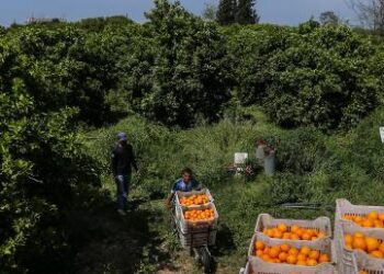 مزارعو الساحل في انتظار “رورو” لتنقذهم من ورطتهم.. هل ستأتي هذا العام؟