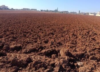 الزراعة في حمص