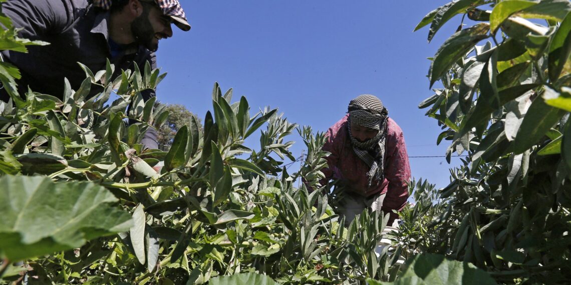 رجل أعمال تركي عن اللاجئين السوريين : لقد أصبحوا بمثابة العمود الفقري للزراعة وبدونهم قد تحل كارثة