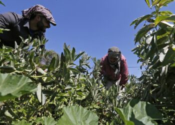 رجل أعمال تركي عن اللاجئين السوريين : لقد أصبحوا بمثابة العمود الفقري للزراعة وبدونهم قد تحل كارثة