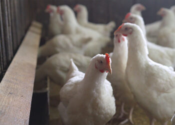 مدير عام الدواجن لدى سلطة اﻷسد: على هذه الحالة لن يبقى فروج ولا حتى بيض !