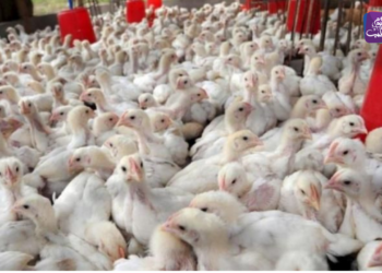 الدواجن في سوريا