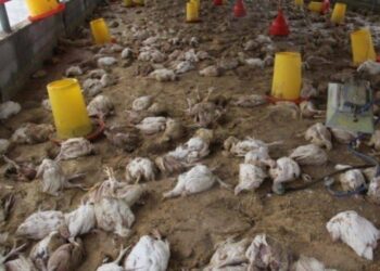 نفوق الدجاج - صورة تعبيرية