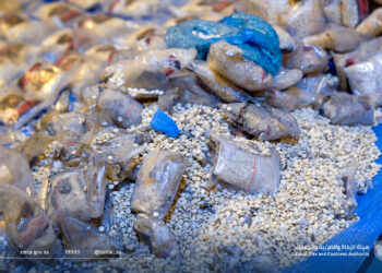 السعودية تضبط كمية كبيرة من المخدرات في منفذ الحديثة البري مع اﻷردن (صور + فيديو)