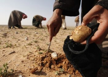 ميليشيات الحرس الثوري الإيراني تمنع العمال من جمع الكمأة في دير الزور