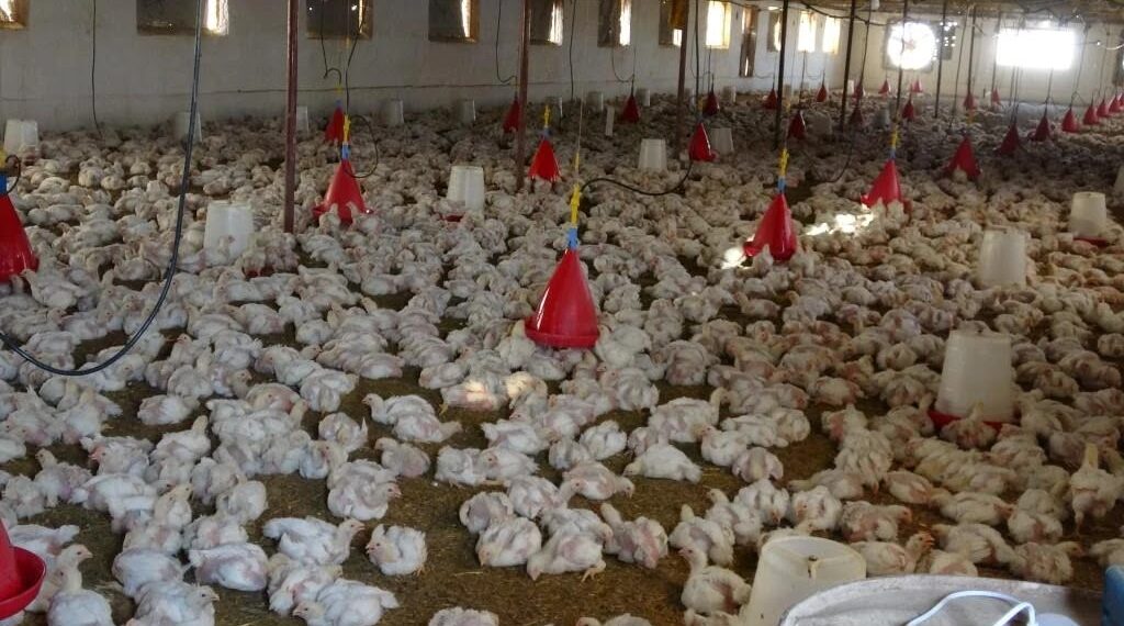 نفوق الدجاج في إدلب - تعبيرية