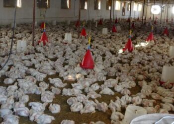 نفوق الدجاج في إدلب - تعبيرية