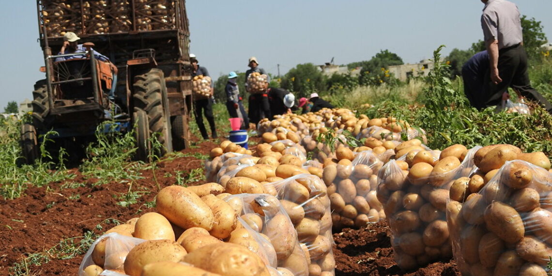 حكومة اﻷسد تصدر البطاطا وتستوردها.. تعرّف إلى نظريتها الاقتصادية في إدارة قطاع الزراعة !