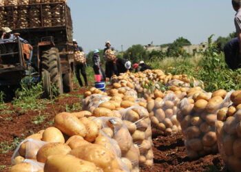 حكومة اﻷسد تصدر البطاطا وتستوردها.. تعرّف إلى نظريتها الاقتصادية في إدارة قطاع الزراعة !