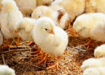 أزمة صيصان تُنذر بمصاعب جديدة في القلمون .. ما القصة؟