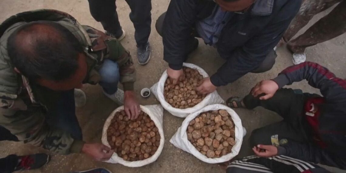 مقتل مدنيين من جامعي الكمأة إثر هجوم مسلح في دير الزور