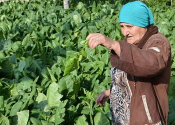 خسائر فادحة في مزروعات الساحل السوري