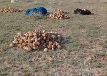 جمع الكمأة في البادية السورية - أرشيفية