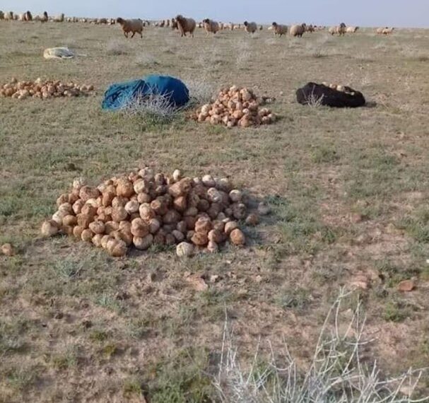 جمع الكمأة في البادية السورية - أرشيفية