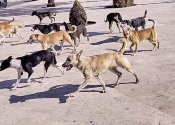 الكلاب الضالة مشكلة حقيقية تؤرق سكان قدسيا بريف دمشق