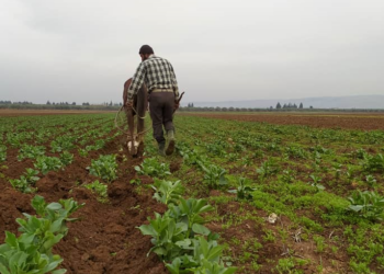 خاص | سهل الروج.. سلة إدلب الغذائية لم تعد تكفي أهلها