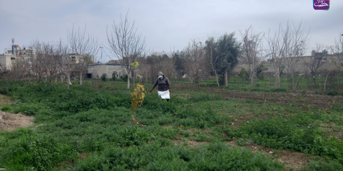 موسم الحصاد في مدينة الحسكة