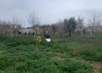 موسم الحصاد في مدينة الحسكة