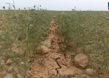 موسم الكمون في الحسكة