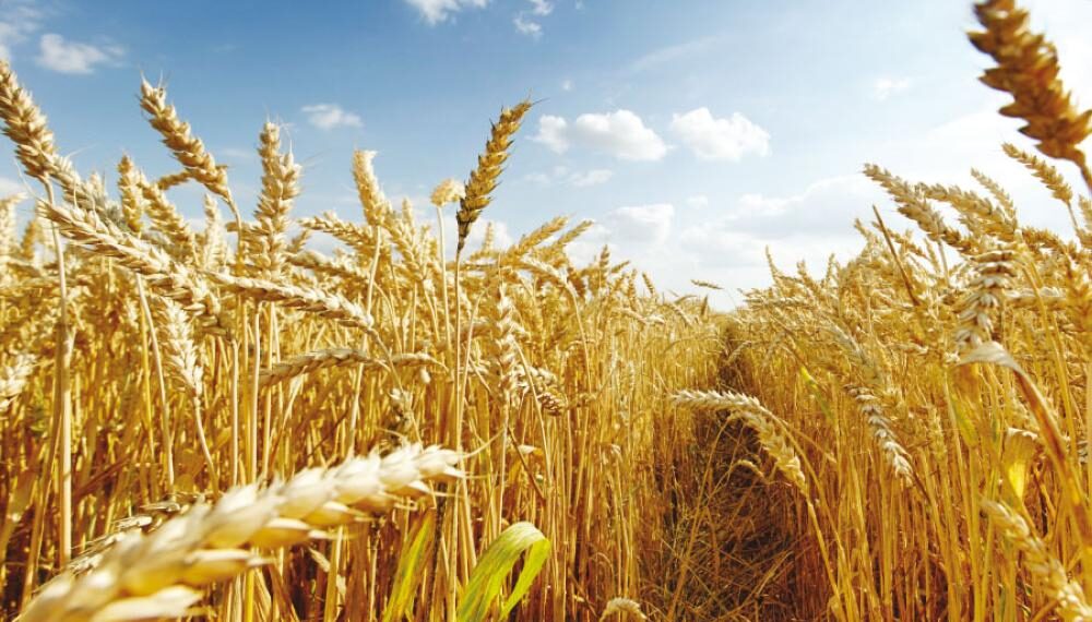 إعلان غريب من سلطة الأسد حول تسعيرة شراء الشعير من المزارعين