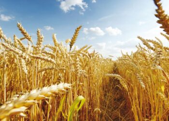 إعلان غريب من سلطة الأسد حول تسعيرة شراء الشعير من المزارعين