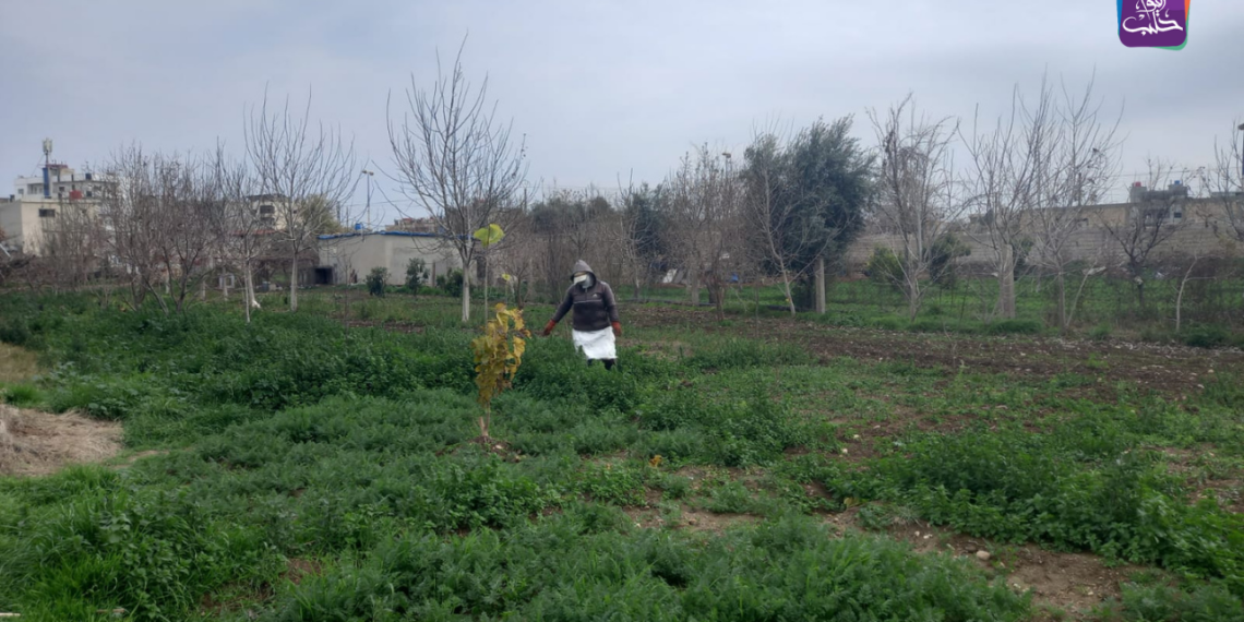 موسم الحصاد في الحسكة