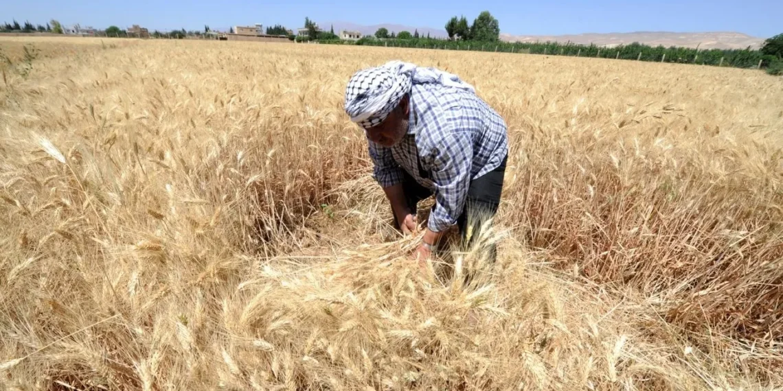 حقول القمح في دير الزور - أرشيفية