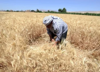 حقول القمح في دير الزور - أرشيفية