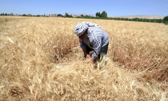 حقول القمح في دير الزور - أرشيفية