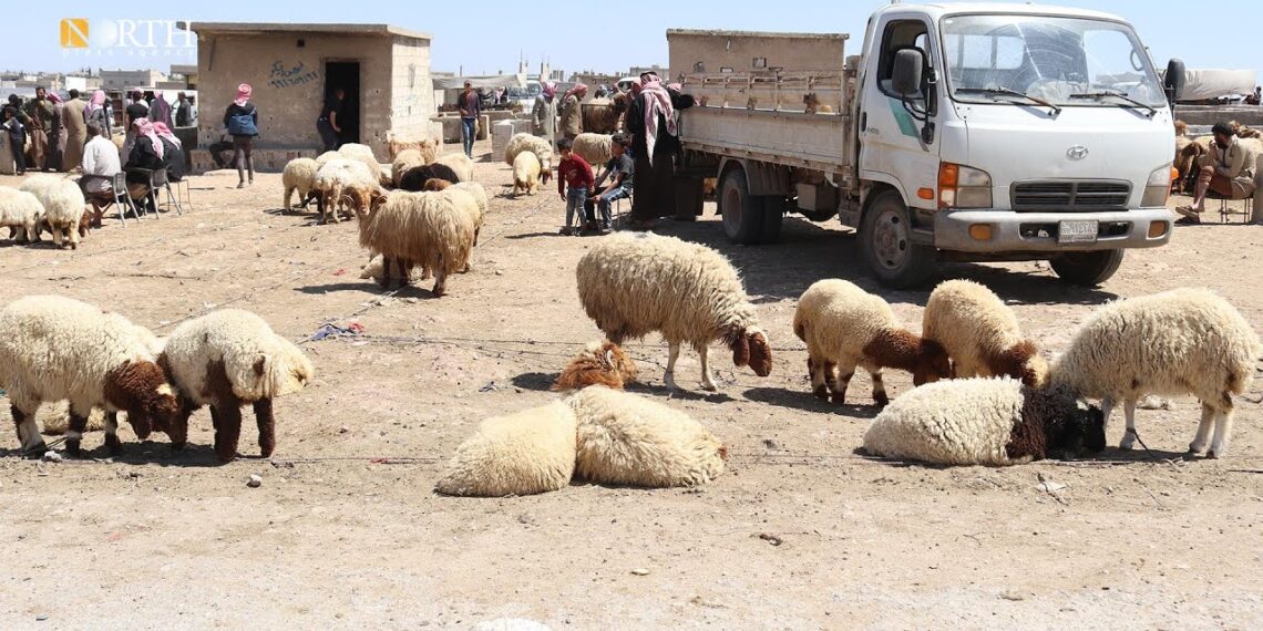 خاص| الأسعار تجبر الأهالي على العزوف عن “أضحية العيد” شمال شرقي سوريا