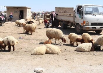 خاص| الأسعار تجبر الأهالي على العزوف عن “أضحية العيد” شمال شرقي سوريا