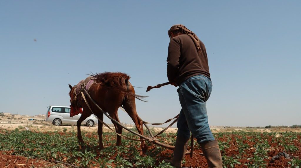 ليست نكتة.. أزمة الوقود تعيد السكان لاستعمال الدواب والحمار الواحد ب4 ملايين في طرطوس