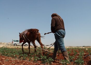 ليست نكتة.. أزمة الوقود تعيد السكان لاستعمال الدواب والحمار الواحد ب4 ملايين في طرطوس