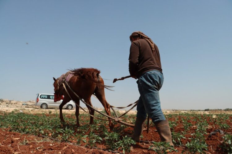 ليست نكتة.. أزمة الوقود تعيد السكان لاستعمال الدواب والحمار الواحد ب4 ملايين في طرطوس