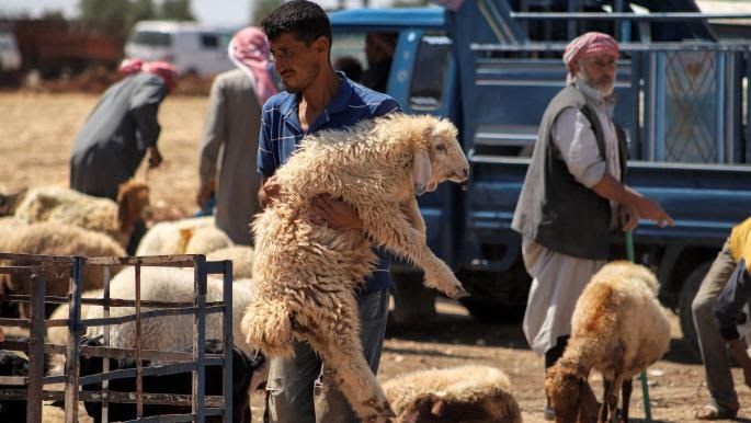 سوق أغنام شرقي الفرات