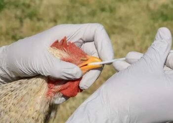 انفلونزا الطيور تضرب أستارليا بسلالة شديدة العدوى