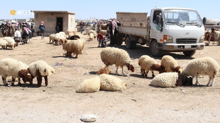 سوق الماشية في الحسكة