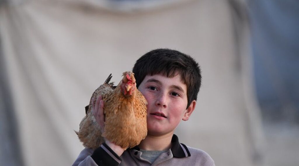 خاص | أسعار الفروج ترتفع مجدداً في إدلب والمقاطعة بلا جدوى