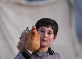 خاص | أسعار الفروج ترتفع مجدداً في إدلب والمقاطعة بلا جدوى