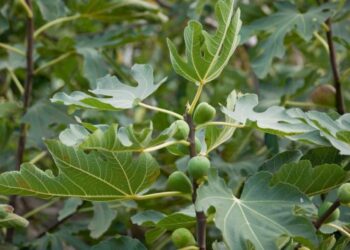 خاص | آفة تضرب أشجار التين مع ارتفاع أسعاره جنوب إدلب