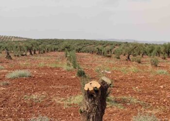 خاص | قطع أشجار ريفي إدلب وحماة يُضيف المزيد من الألم إلى نفوس المهجرين