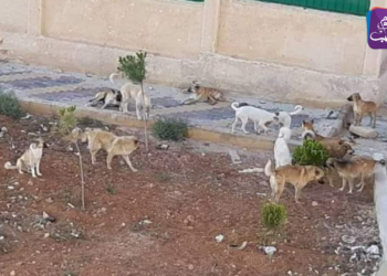 الكلاب المسعورة في القامشلي