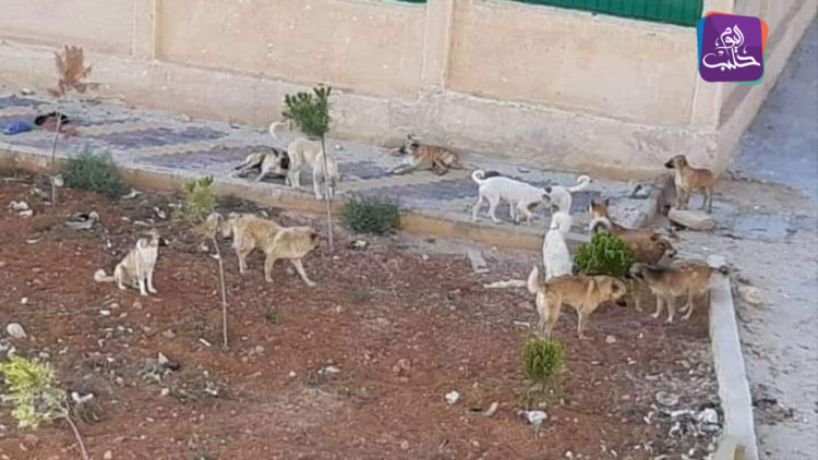 الكلاب المسعورة في القامشلي