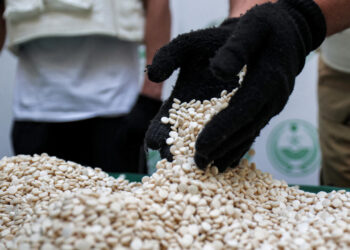 كبتاغون الأسد - صورة أرشيفية