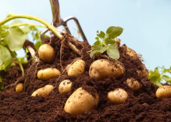 خاص | الاحتكار يرفع أسعار البطاطا في إدلب